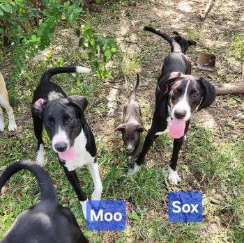 Sox  -  Labrador Retriever Dog for Adoption in Silsbee, Texas - Sox  | PetCurious