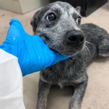 Muffin -  Australian Cattle Dog Blue Heeler Dog for Adoption in Edinburg, Texas - Muffin | PetCurious