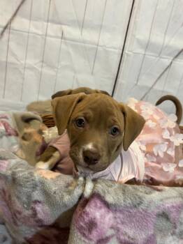 Hound Dogs Available for Adoption - Margaret | PetCurious