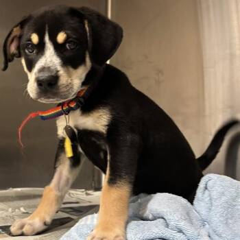 DREW -  Labrador Retriever and Mixed Breed Dog for Adoption in St. Louis, Missouri - DREW | PetCurious