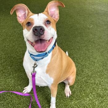 Dior -  Catahoula Leopard Dog and Mixed Breed Dog for Adoption in West Palm Beach, Florida - Dior | PetCurious