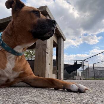 Terrier Dogs Available for Adoption in Muncie, Indiana - Ralphie | PetCurious