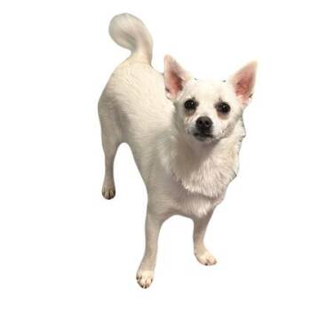 Chihuahua Dogs Available for Adoption in Red Bluff, California - Romeo | PetCurious