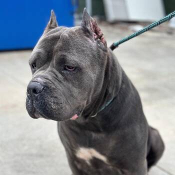 Dyamond -  Cane Corso Dog for Adoption in Manchester, Pennsylvania - Dyamond | PetCurious