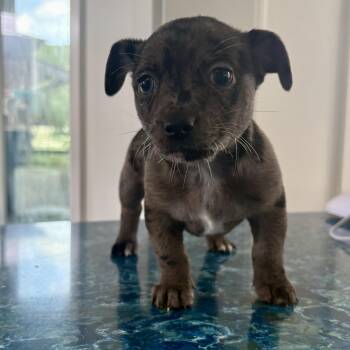 Michelangelo -  Chihuahua Dog for Adoption in Charlotte, North Carolina - Michelangelo | PetCurious