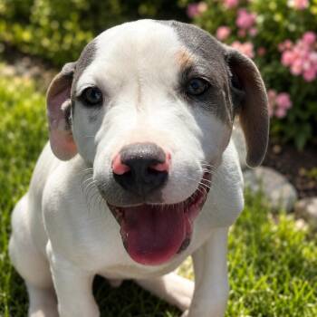 Paco -  Mixed Breed Dog for Adoption in Plainfield, Connecticut - Paco | PetCurious