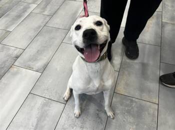 Pit Bull Terrier Dogs Available for Adoption in Charlotte, North Carolina - MEEP | PetCurious