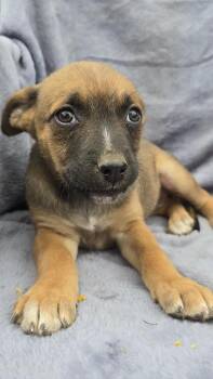 Rescue Australian Kelpie and Labrador Retriever Dogs for Adoption in Lake Elsinore, California - Alisha | PetCurious