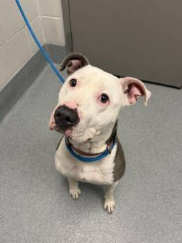 STARFIRE -  Pit Bull Terrier Dog for Adoption in Indianapolis, Indiana - STARFIRE | PetCurious
