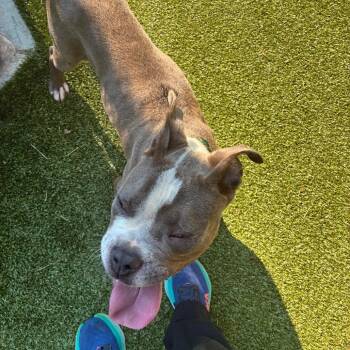Motto -  Pit Bull Terrier Dog for Adoption in Greensboro, North Carolina - Motto | PetCurious