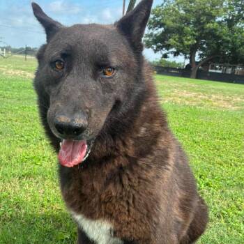 RayRay Umbre JuM -  Shepherd Dog for Adoption in Austin, Texas - RayRay Umbre JuM | PetCurious