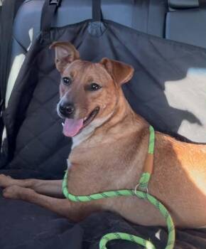 Betsy -  Australian Cattle Dog Blue Heeler Dog for Adoption in Dyer, Indiana - Betsy | PetCurious