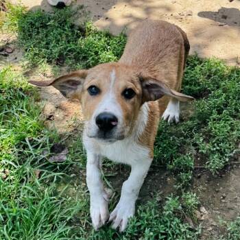 Champ -  Australian Shepherd and Mixed Breed Dog for Adoption in Brownsboro, Alabama - Champ | PetCurious