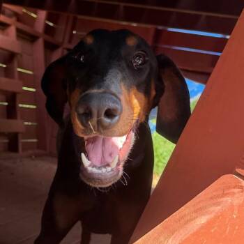 Kali F.K.A Gypsy -  Doberman Pinscher Dog for Adoption in Duck River, Tennessee - Kali F.K.A Gypsy | PetCurious