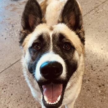 Rescue Akita Dogs for Adoption in San Tan Valley, Arizona - Ichi | PetCurious