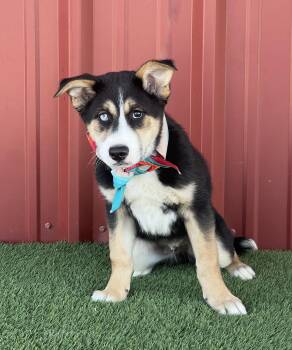 Shepherd and Husky Dogs Available for Adoption - Stoney | PetCurious