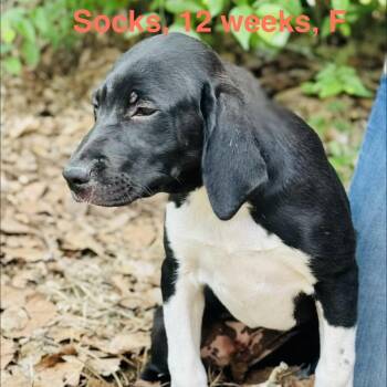 Mountain Cur and Mixed Breed Dogs Available for Adoption in Lucedale, Mississippi - SOCKS | PetCurious