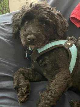 DMX Ruff Ryder -  Miniature Poodle and Miniature Schnauzer Dog for Adoption in Metairie, Louisiana - DMX Ruff Ryder | PetCurious