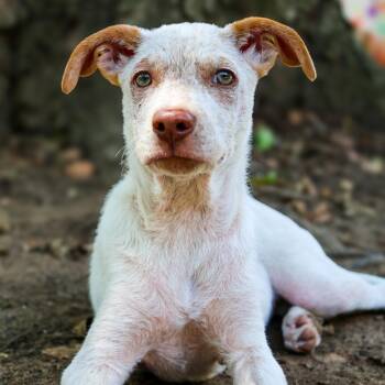Blossom -  Cattle Dog Dog for Adoption in Mansfield, Texas - Blossom | PetCurious