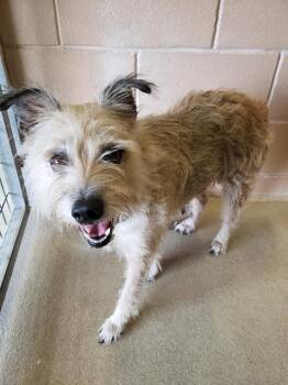Terrier Dogs Available for Adoption in New Braunfels, Texas - Trixie | PetCurious