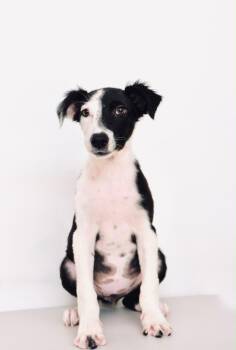 Costco -  Border Collie Dog for Adoption in San Diego, California - Costco | PetCurious
