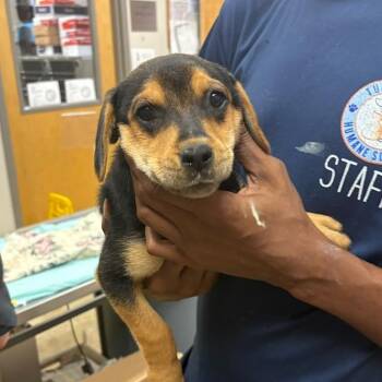 Karma 052912U -  Shepherd and Mixed Breed Dog for Adoption in Tupelo, Mississippi - Karma 052912U | PetCurious