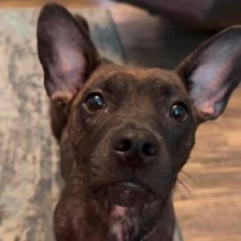 Mama -  English Bulldog Dog for Adoption in Enterprise, Alabama - Mama | PetCurious