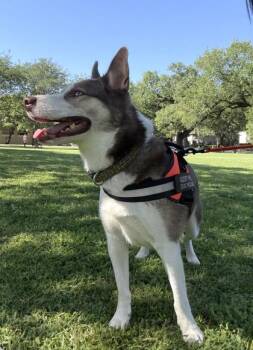 Wiley -  Siberian Husky and Mixed Breed Dog for Adoption in New Orleans, Louisiana - Wiley | PetCurious