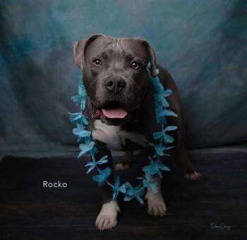 Rocko -  American Staffordshire Terrier Dog for Adoption in San Diego, California - Rocko | PetCurious