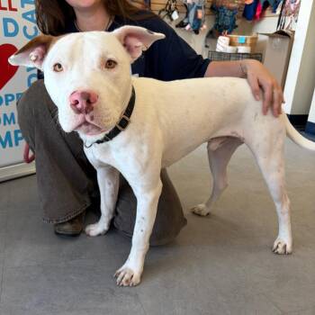 Pit Bull Terrier and Mixed Breed Dogs Available for Adoption in Morristown, Vermont - Stowe | PetCurious