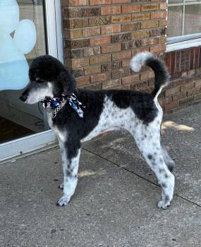 Sampson July 26 - in Foster in Radcliff, KY -  Standard Poodle Dog for Adoption in Pacolet, South Carolina - Sampson July 26 - In Foster In Radcliff, KY | PetCurious
