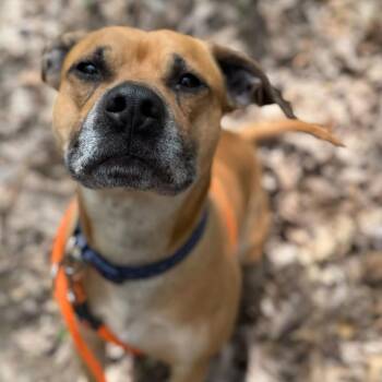American Staffordshire Terrier Dogs Available for Adoption in Grand Rapids, Michigan - Pudge | PetCurious