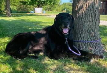 Manny -  Labrador Retriever Dog for Adoption in Maryville, Missouri - Manny | PetCurious