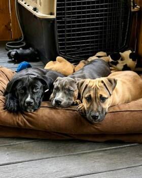 Cane Corso and Mixed Breed Dogs Available for Adoption in Malvern, Pennsylvania - Edward | PetCurious