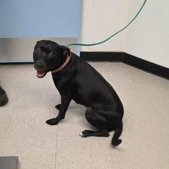 Libby 26-06-016 -  Pit Bull Terrier Dog Available for Adoption in Bastrop, Texas - Libby 26-06-016 | PetCurious