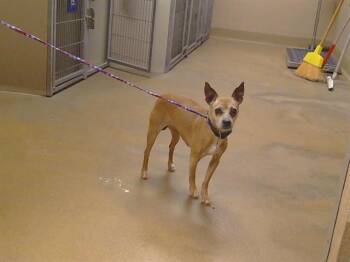 Chihuahua Dogs Available for Adoption - A912799 | PetCurious