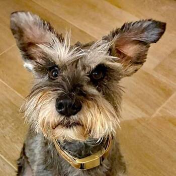 Schnauzer Dogs Available for Adoption in Oklahoma City, Oklahoma - Deuce | PetCurious