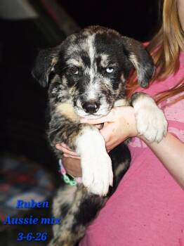 Ruben -  Australian Shepherd Dog Available for Adoption in Lakewood Ranch, Florida - Ruben | PetCurious