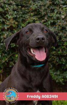 Freddy -  Black Mouth Cur Dog for Adoption in Mobile, Alabama - Freddy | PetCurious