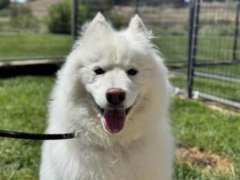 WHISKEY -  Samoyed Dog for Adoption in Pueblo, Colorado - WHISKEY | PetCurious