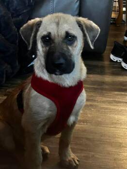 Mixed Breed Dogs Available for Adoption in Hopkinton, Massachusetts - Sunny | PetCurious