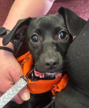 Applesauce -  Chihuahua Dog for Adoption in Carson City, Nevada - Applesauce | PetCurious