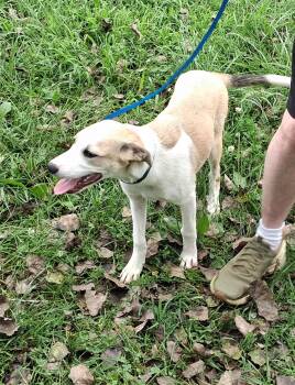 Tillie -  Beagle Dog for Adoption in Mcconnelsville, Ohio - Tillie | PetCurious