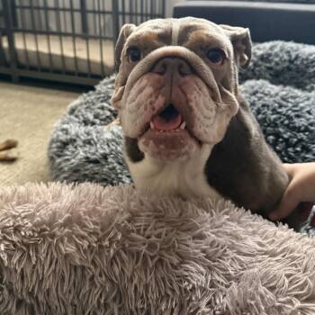 Summer -  English Bulldog Dog for Adoption in Turlock, California - Summer | PetCurious