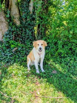 Collie Dogs Available for Adoption in Maysville, Kentucky - Dudley | PetCurious