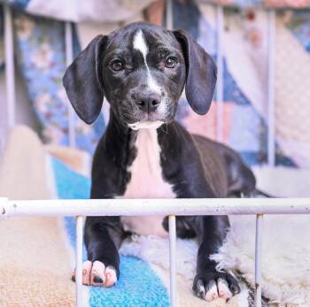 Rescue Boxer Dogs for Adoption in Chattanooga, Tennessee - Celeste | PetCurious