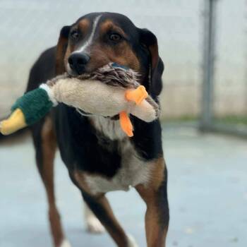 Rescue Hound and Shepherd Dogs for Adoption in Washington, District Of Columbia - Donald | PetCurious