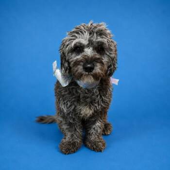 Poodle and Schnauzer Dogs Available for Adoption in San Diego, California - Sophie Marie | PetCurious