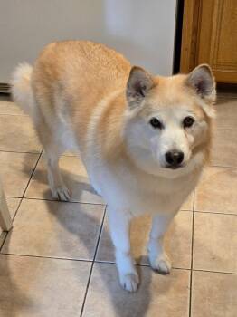 Jade -  Husky Dog for Adoption in Boise, Idaho - Jade | PetCurious