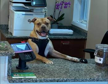 Rescue American Bully Dogs for Adoption in Mendham, New Jersey - Monty | PetCurious